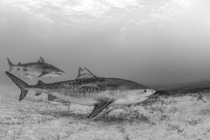 A striking pair, two tiger sharks display their unique ma... by Spencer Burrows 